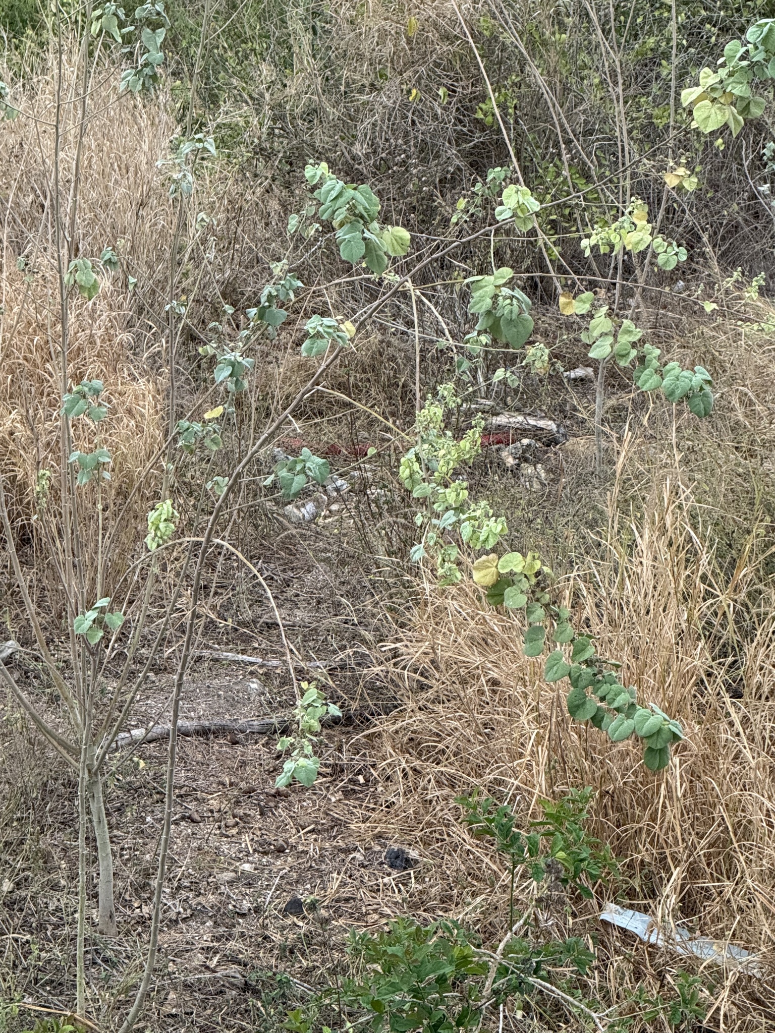 Grey-striped Spurfowl (Pternistis griseostriatus), photo 9