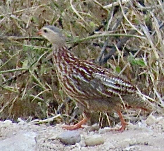 Grey-striped Spurfowl (Pternistis griseostriatus), photo 8