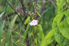 Calystegia sepium roseata