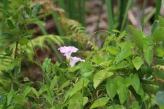 Calystegia sepium roseata