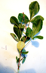 Searsia tomentosa