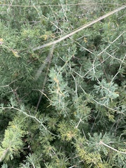 Asparagus suaveolens