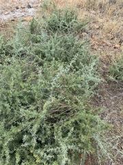 Asparagus suaveolens