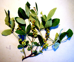 Searsia tomentosa