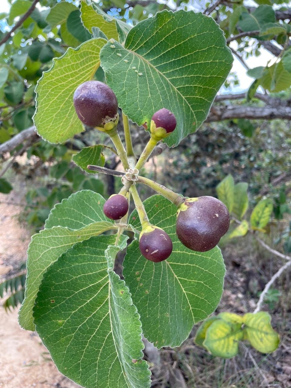 Caryocar brasiliense