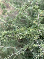 Asparagus suaveolens