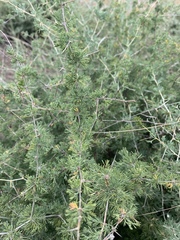 Asparagus suaveolens