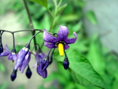 Solanum dulcamara