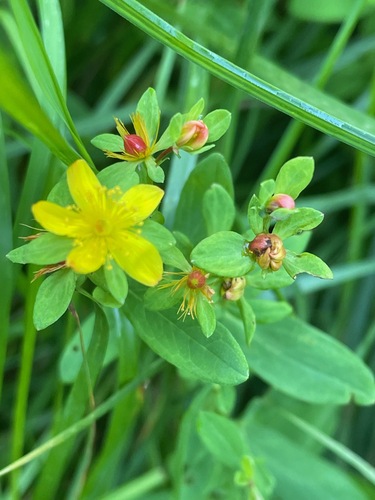 pale St. John's-wort (Hypericum ellipticum)