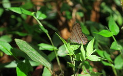 Amiga arnaca