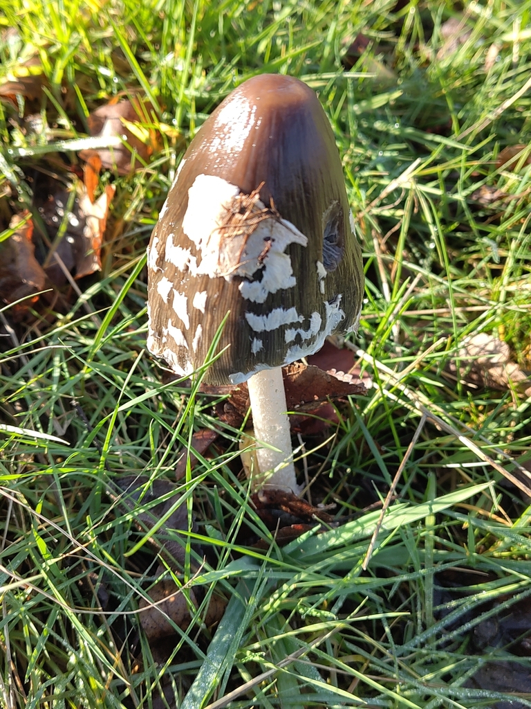 Coprinopsis picacea · November 2025 · photo: © oenwenreindeer3 (iNaturalist, cc-by)