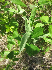 Calystegia spithamaea