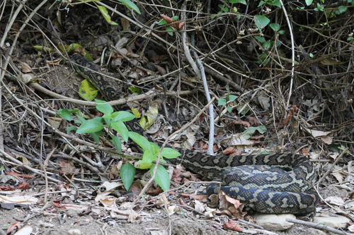 Coastal Carpet Python sighting