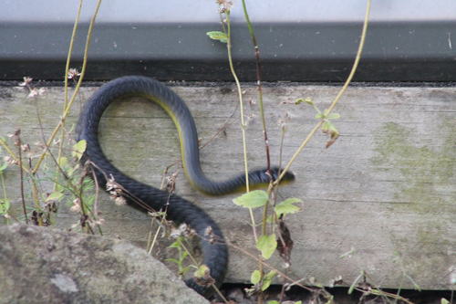 Common Tree Snake sighting