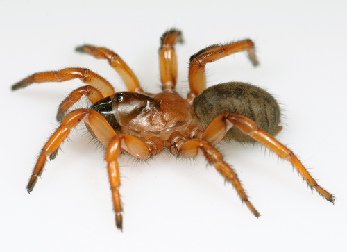 Aptostichus chavezi