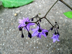 Solanum dulcamara