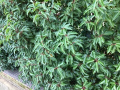 Prunus lusitanica