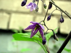 Solanum dulcamara
