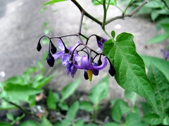 Solanum dulcamara