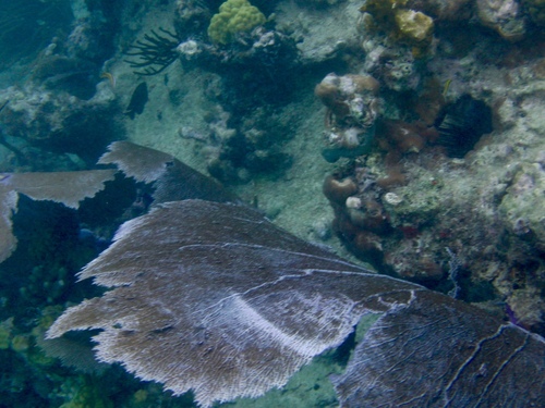 Purple Sea Fan, photo 8 of 9