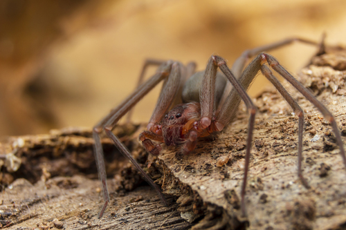 Amazon Recluse
