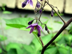 Solanum dulcamara