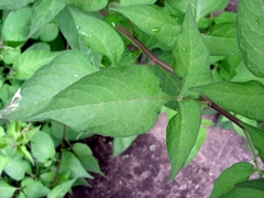 Solanum dulcamara