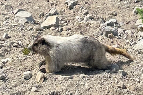 Hoary Marmot observed by isairisbanda04