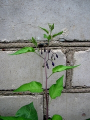 Solanum dulcamara