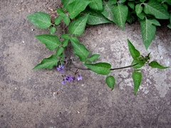 Solanum dulcamara