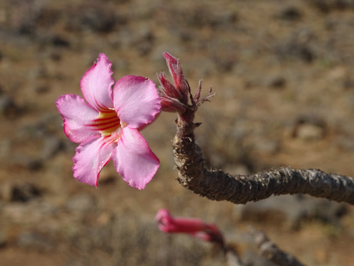 Adenium dhofarense