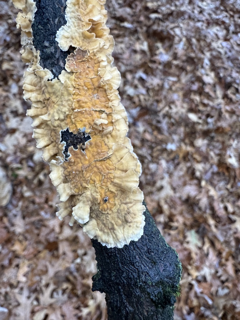 Stereum complicatum · November 2025 · photo: © gwt2102 (iNaturalist, cc-by-nc)
