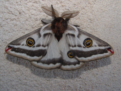Chihuahuan Agapema