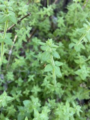 Galium martirense