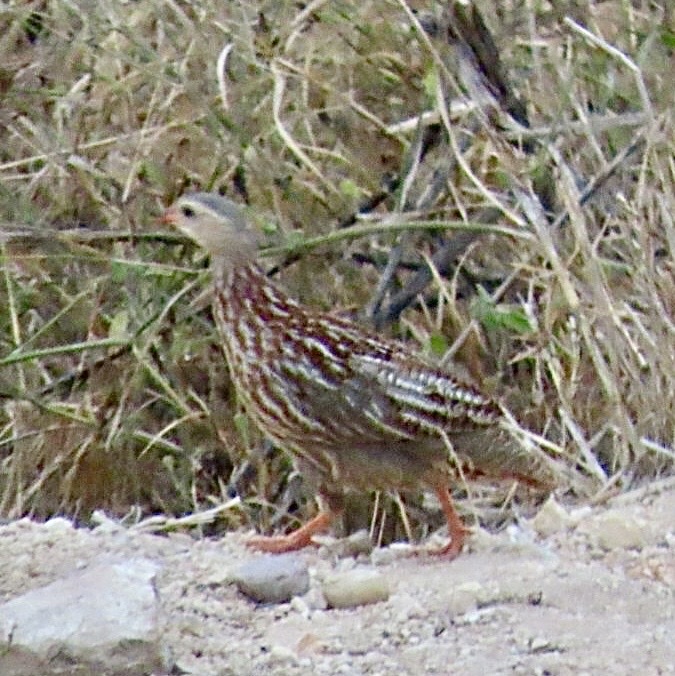 Grey-striped Spurfowl (Pternistis griseostriatus), photo 6