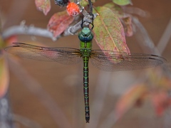 Coryphaeschna adnexa