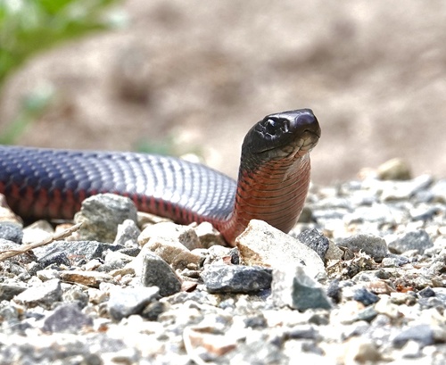 Red-bellied Black Snake sighting