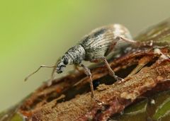 Polydrusus tereticollis