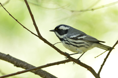 Setophaga nigrescens
