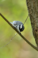 Setophaga nigrescens