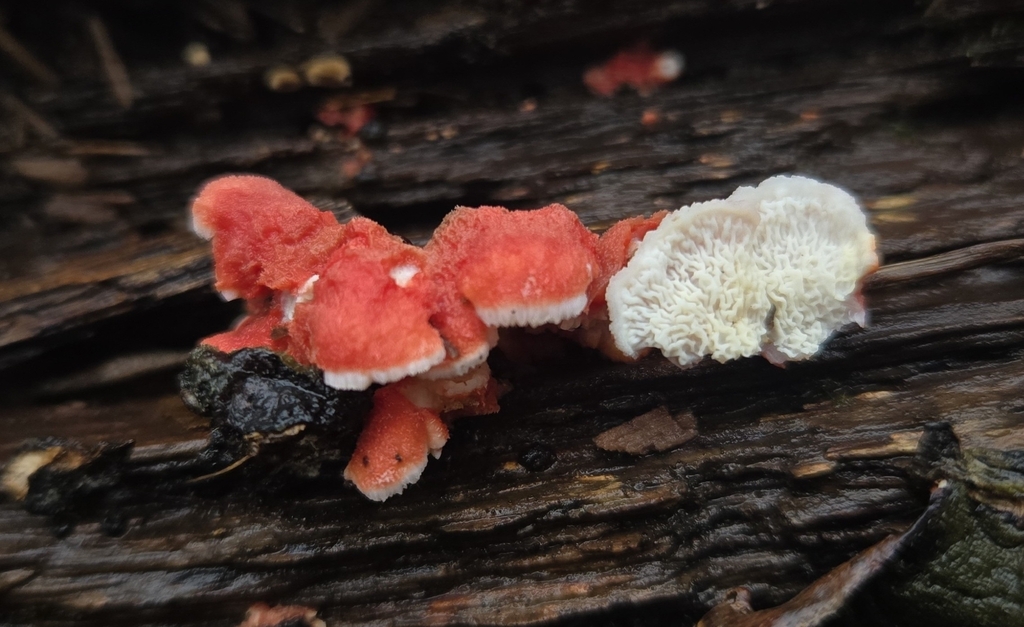 Phlebia incarnata · November 2025 · photo: © benfungi (iNaturalist, cc-by)