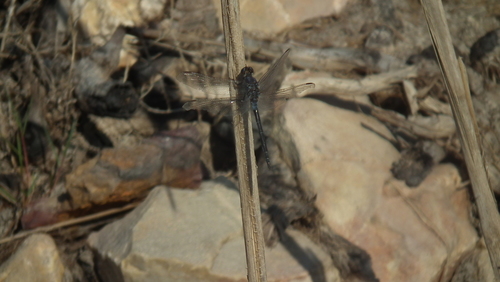 Long Skimmer photo 2