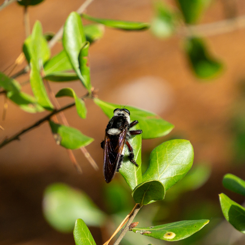 Unknown species found near Hobe Sound, FL 33455, USA