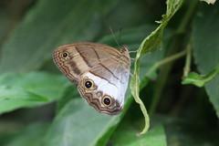 Euptychoides nossis