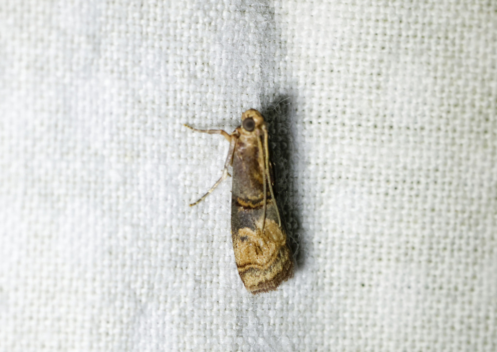 Difundella