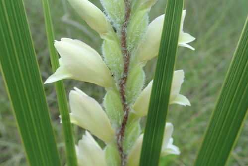 Image of Gladiolus sericeovillosus by no rights reserved