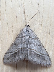 Digrammia neptaria