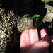 Giant Rock Barnacle - Photo (c) Peter Poortman, some rights reserved (CC BY-NC), uploaded by Peter Poortman