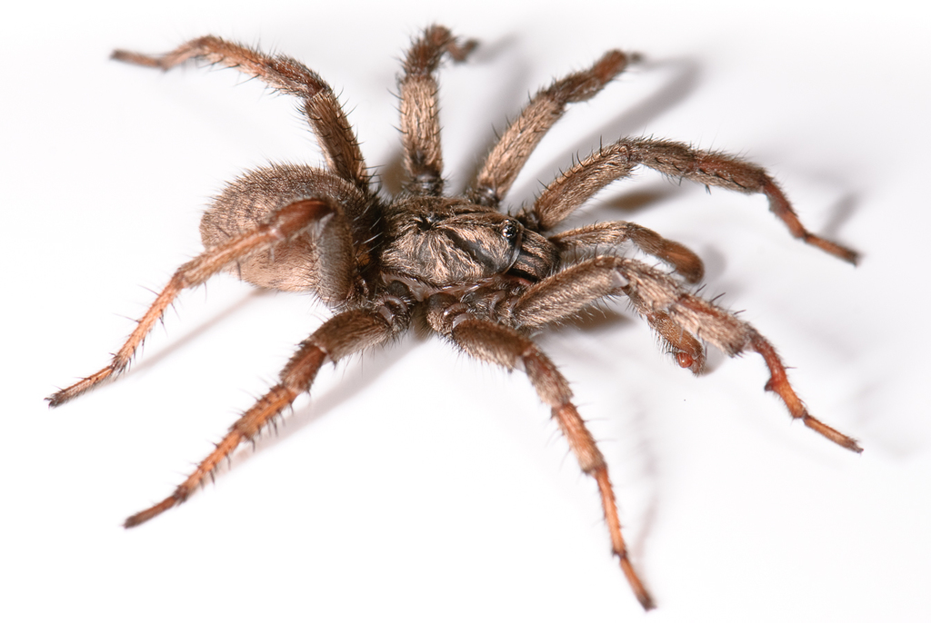 Angelina Jolie Trapdoor Spider