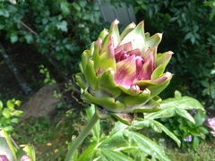 Cynara cardunculus cardunculus